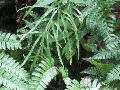 Spider Brake or Spider Fern / Pteris multifida